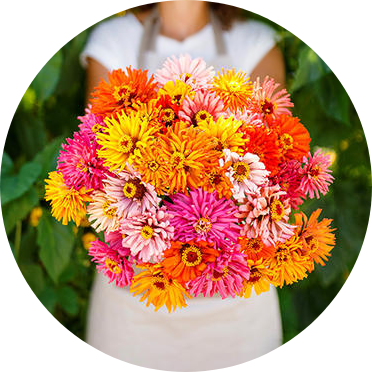 Zinnia - Burpeeana Giants Mix - Kultursort