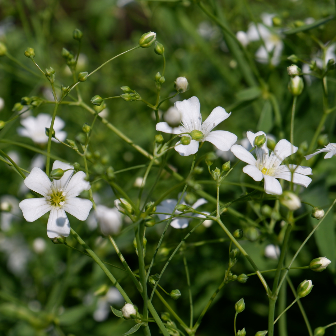 Sommarslöja - Covent Garden