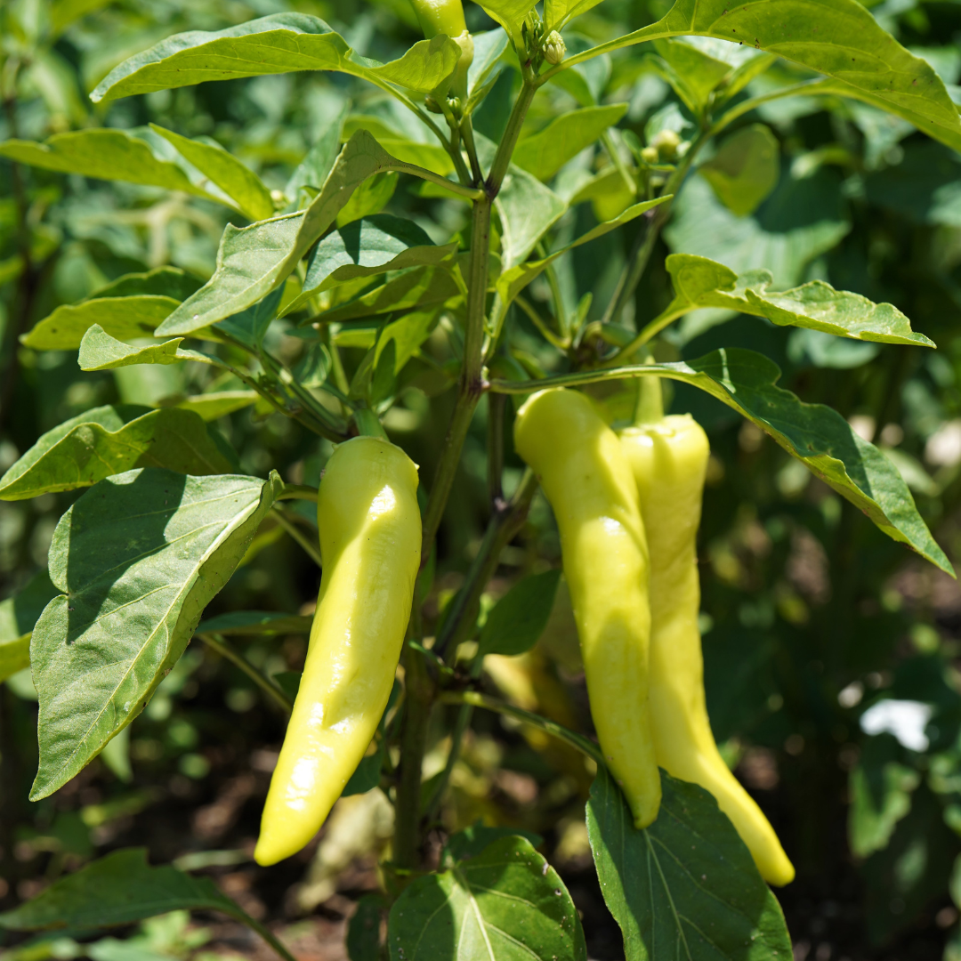 Chilipeppar - Sweet Banana - Kultursort