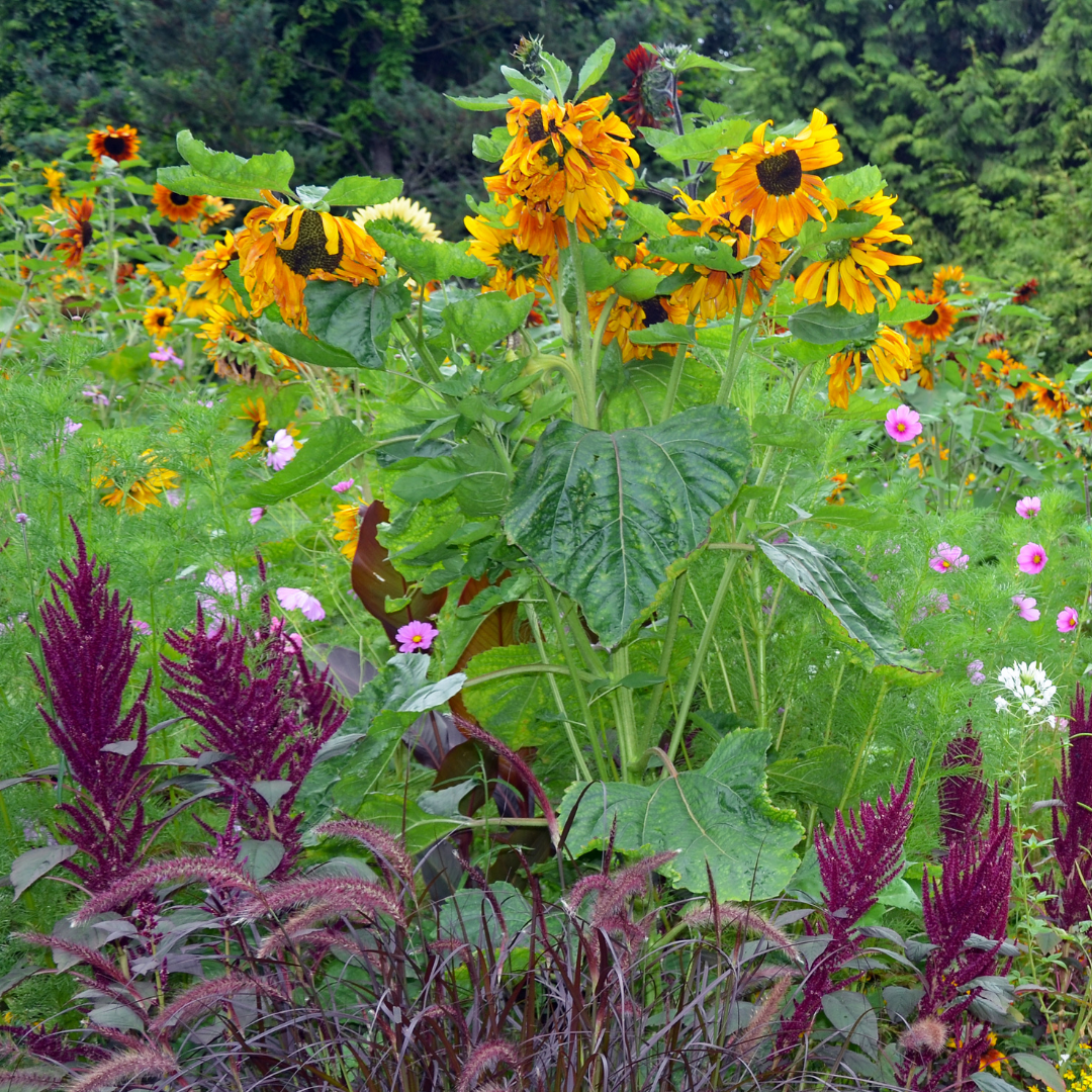Blomstermix - Fåglar