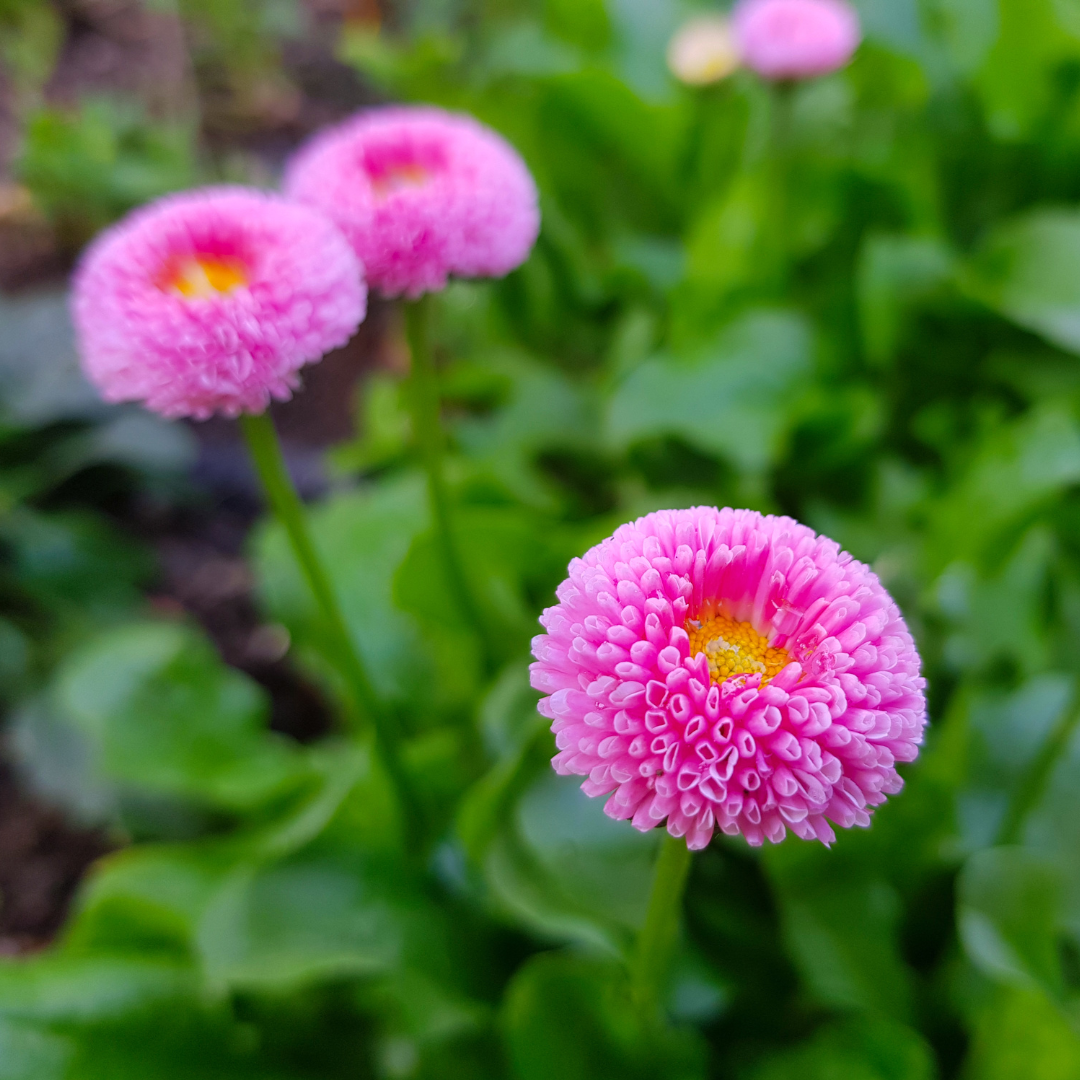 REA! Tusensköna - Pink Pomponette