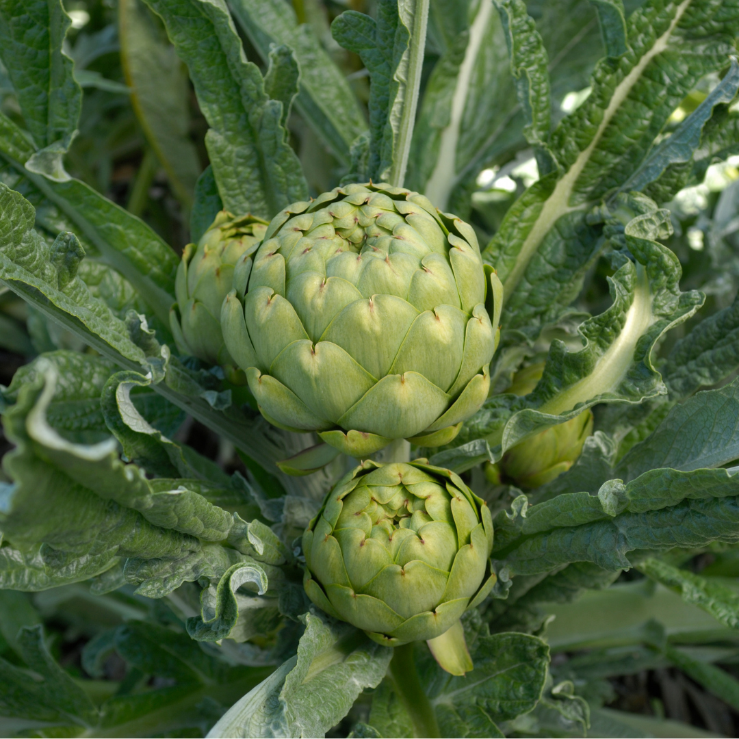 Kronärtskocka - Green Globe - Kultursort