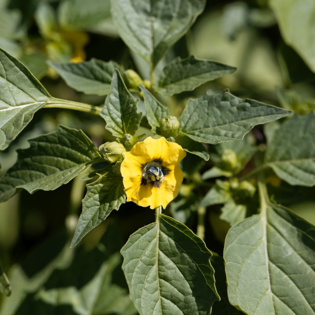 Ekologisk Tomatillo - Aurora