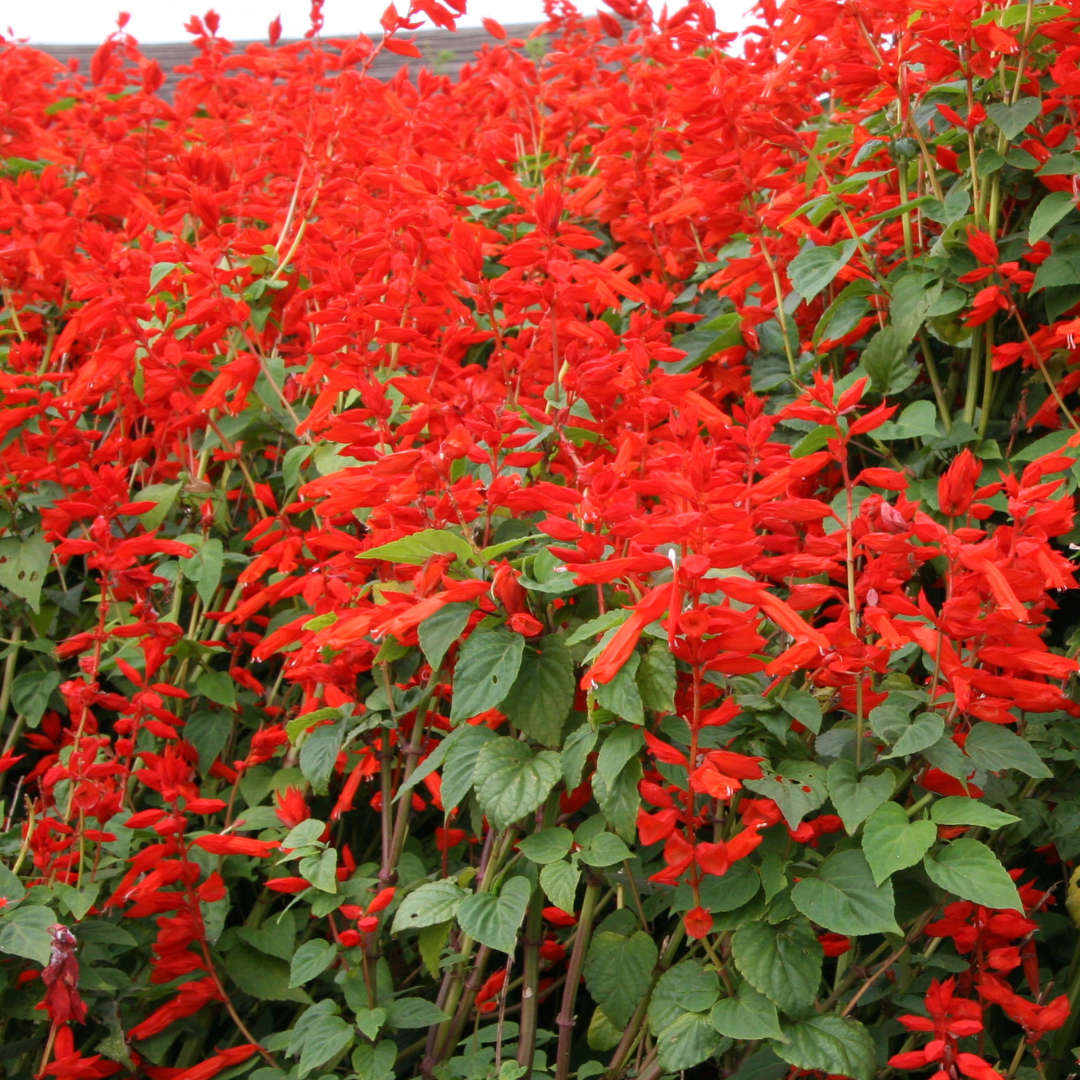 Scharlakanssalvia - Scarlet