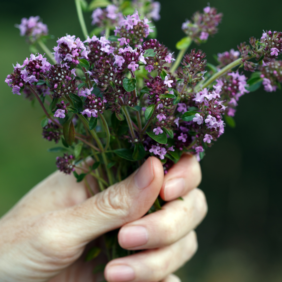 Backtimjan - Purple Creeping - Lila Timjan - 3