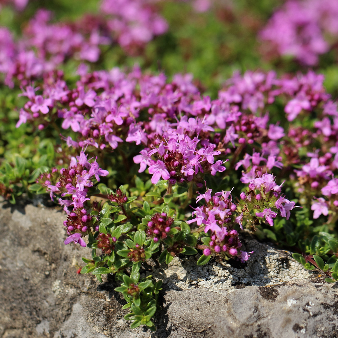 Backtimjan - Purple Creeping - Lila Timjan