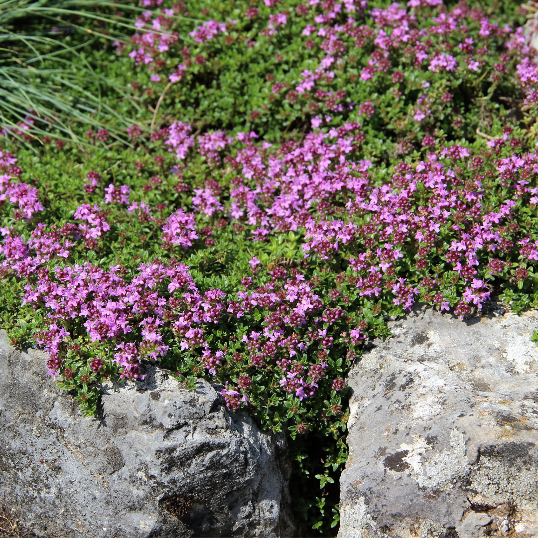 Backtimjan - Purple Creeping - Lila Timjan