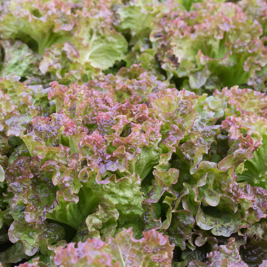 Sallat - Rossa di Trento