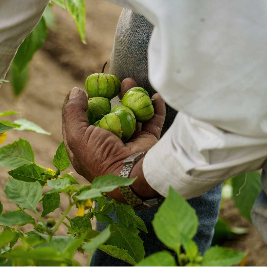 Tomatillo - Verde