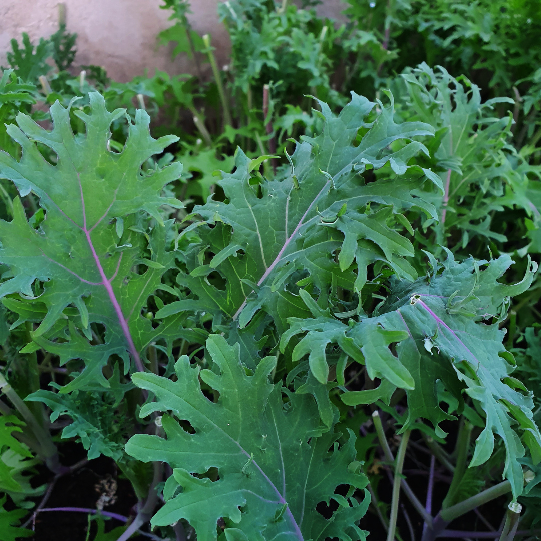 Sibirisk Kål - Red Russian - Kultursort