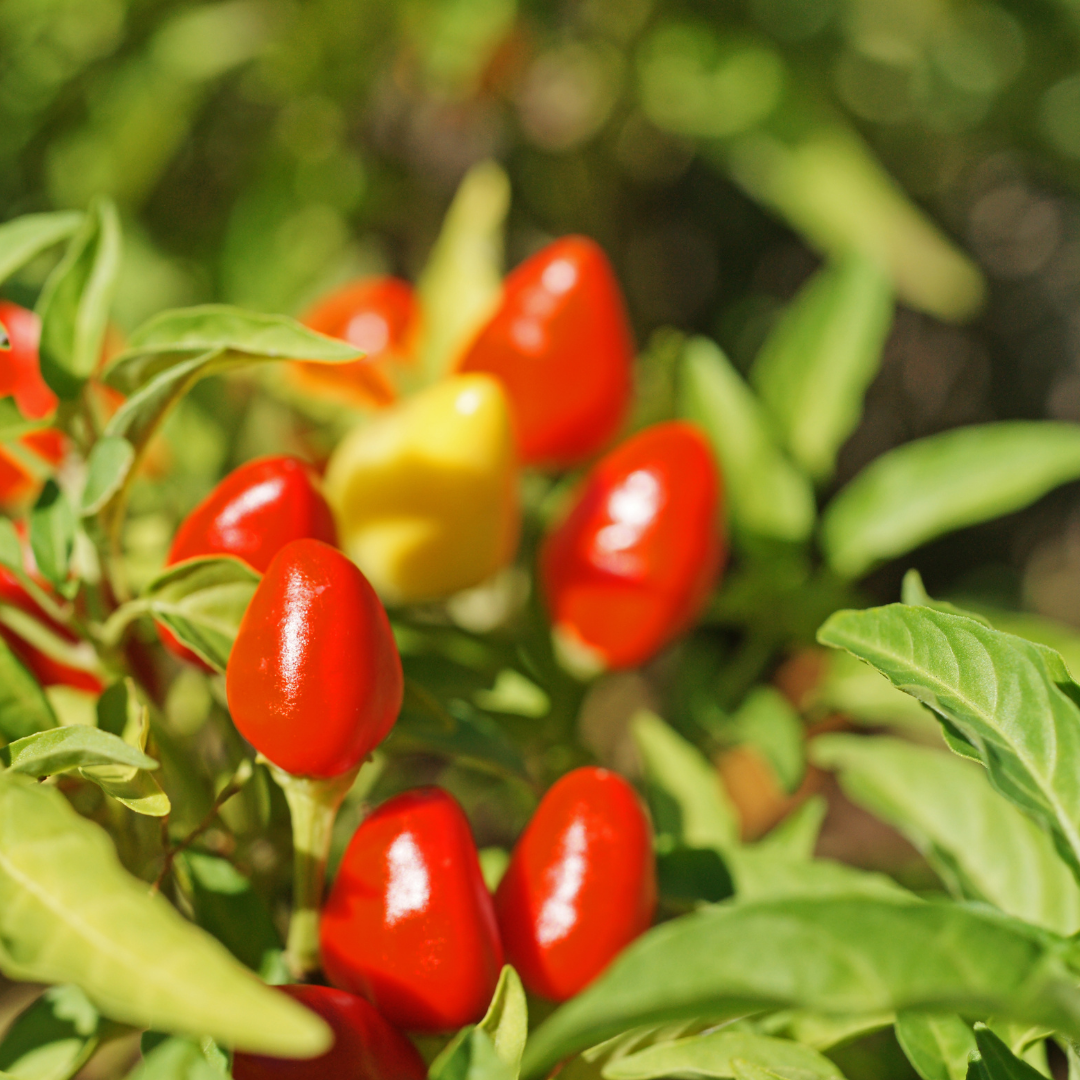 Ekologisk Chili - Capela Rot