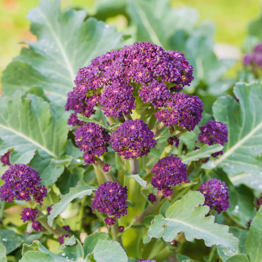 Vinterbroccoli - Summer Purple