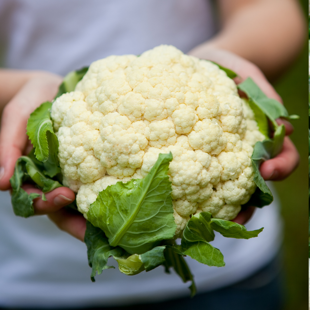 Blomkål - Snowball X - Kultursort