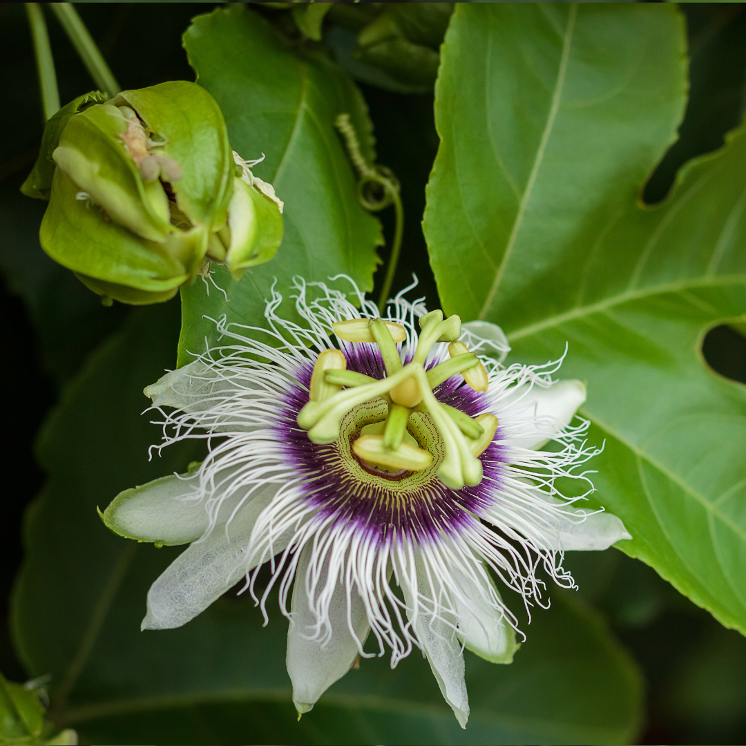 Passionsblomma - Passionsfrukt