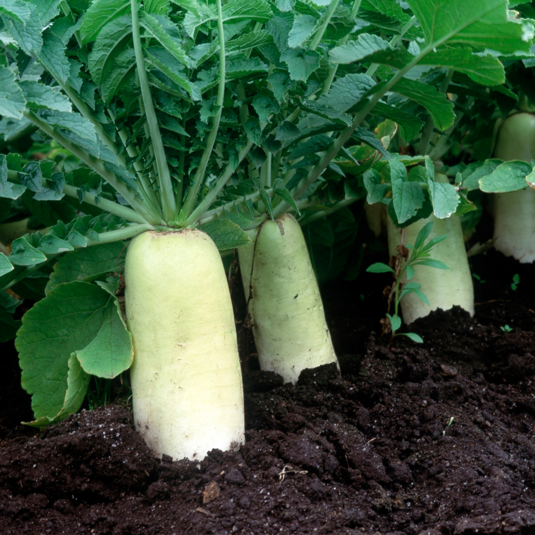 Ekologisk Asiatisk Rättika - Daikon - Fröbanken