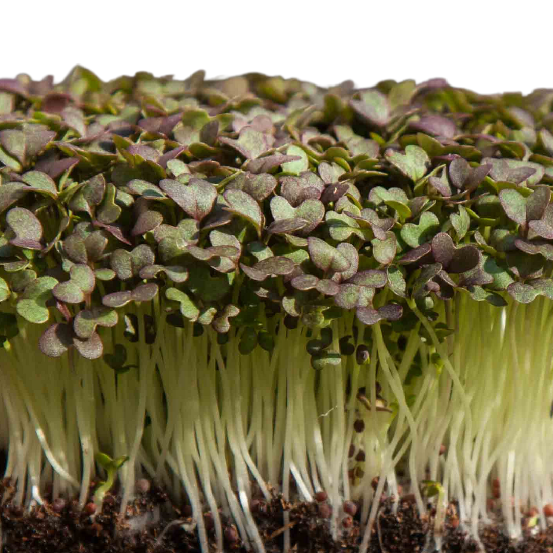 Microgreen - Mizuna