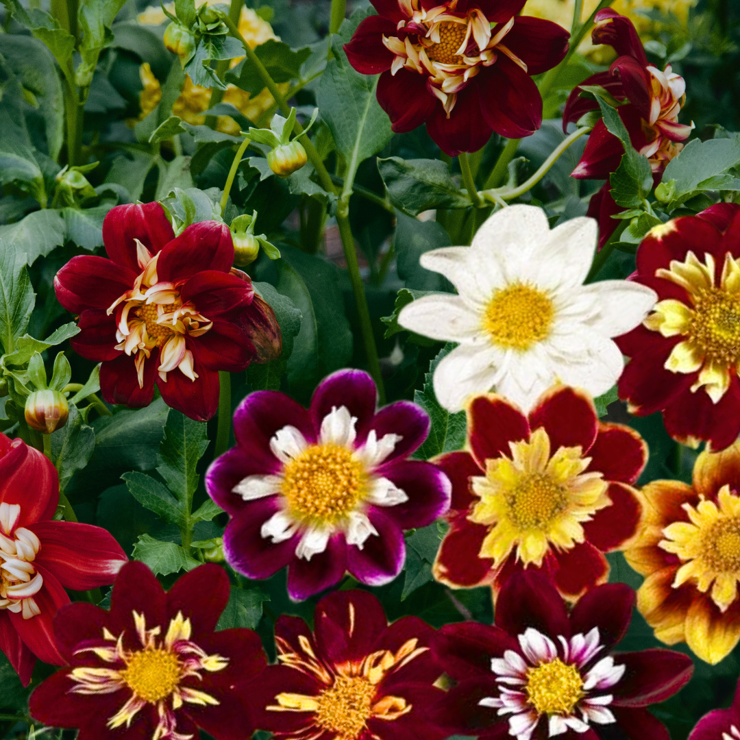 Dahlia - Collarette Dandy Mix