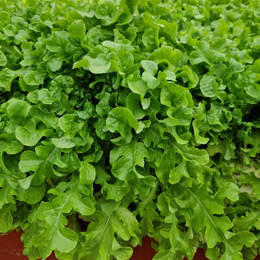 Ekolgisk Plocksallat - Salad Bowl Green