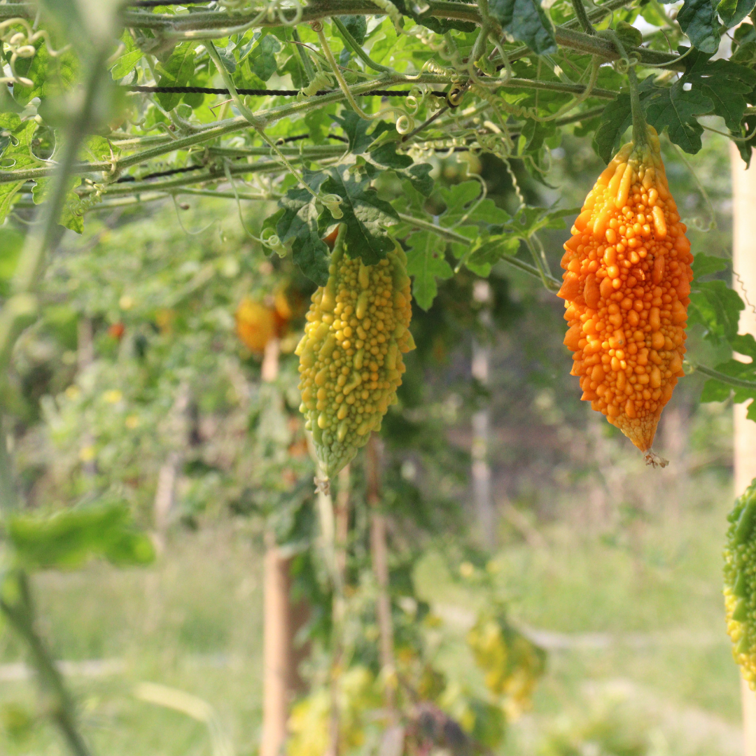 Bittergurka - Karela - Ampalaya - 4