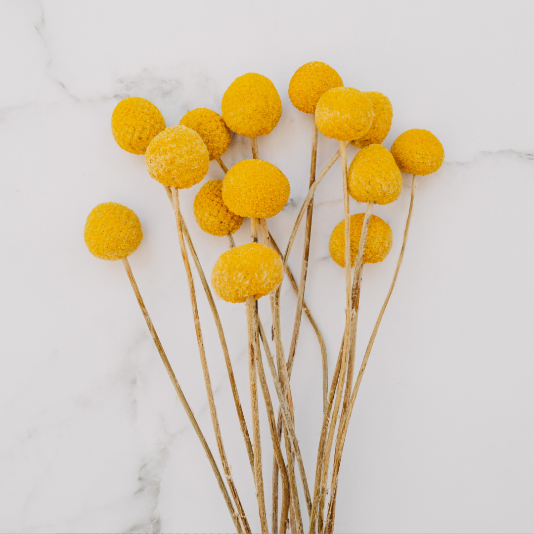 Solboll - Billy Button