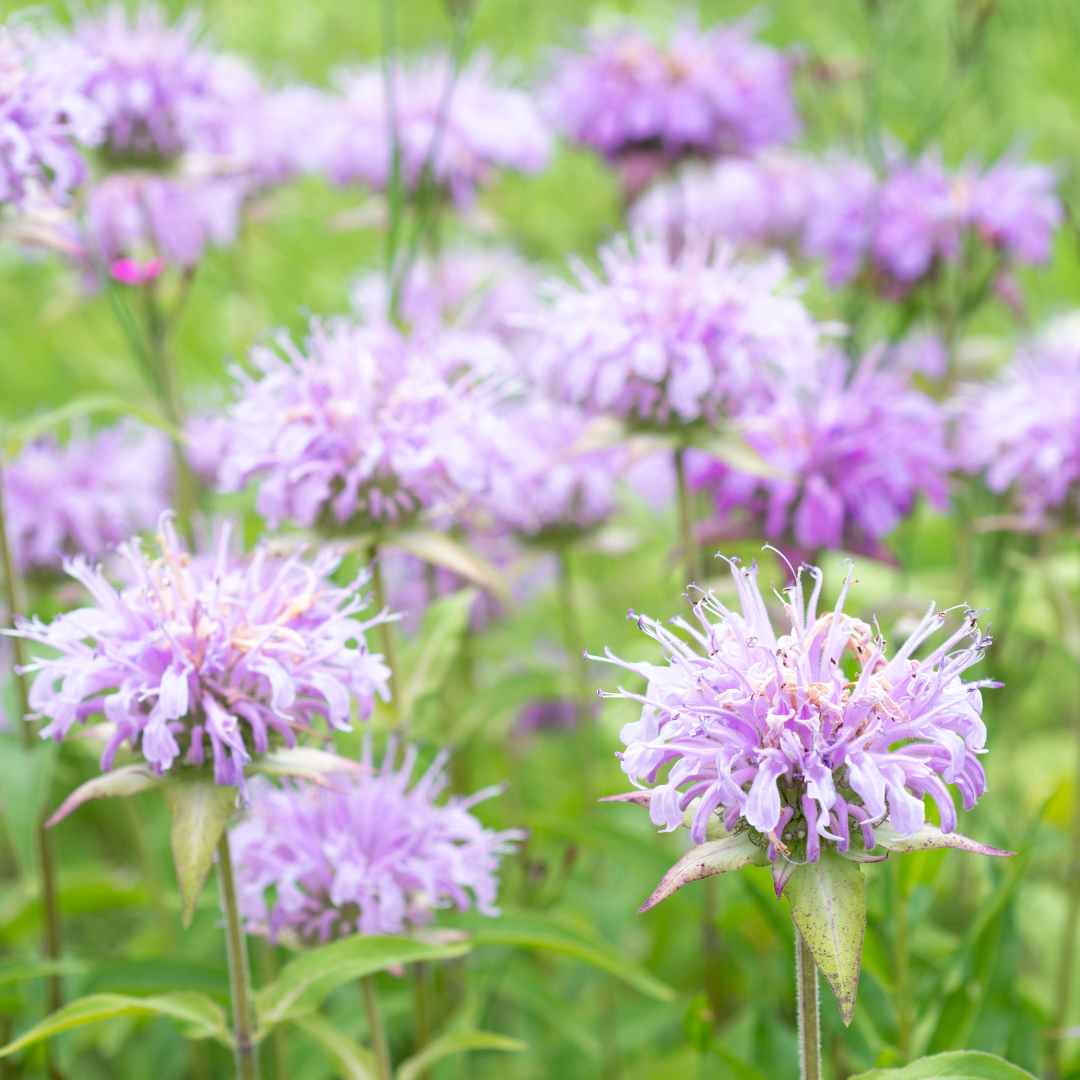 Lila Temynta - Vild Bergamot