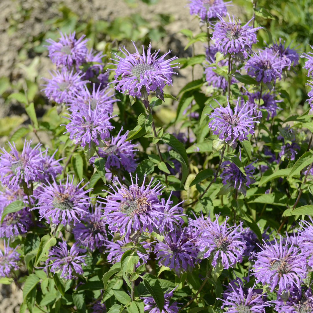 Lila Temynta - Vild Bergamot
