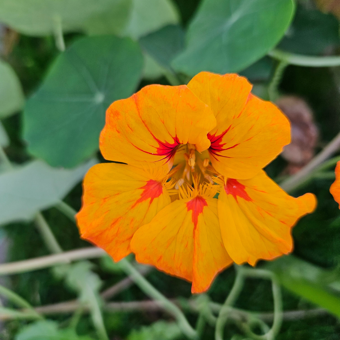 Dvärgkrasse - Tip Top Orange - Buskkrasse