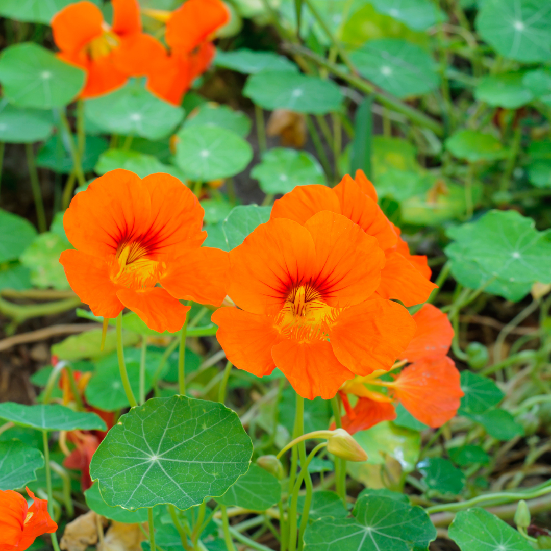 Dvärgkrasse - Tip Top Orange - Buskkrasse - 3