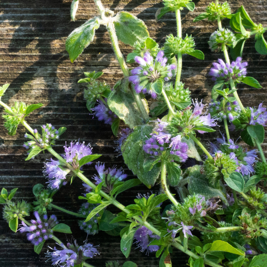 Polejmynta - Pennyroyal