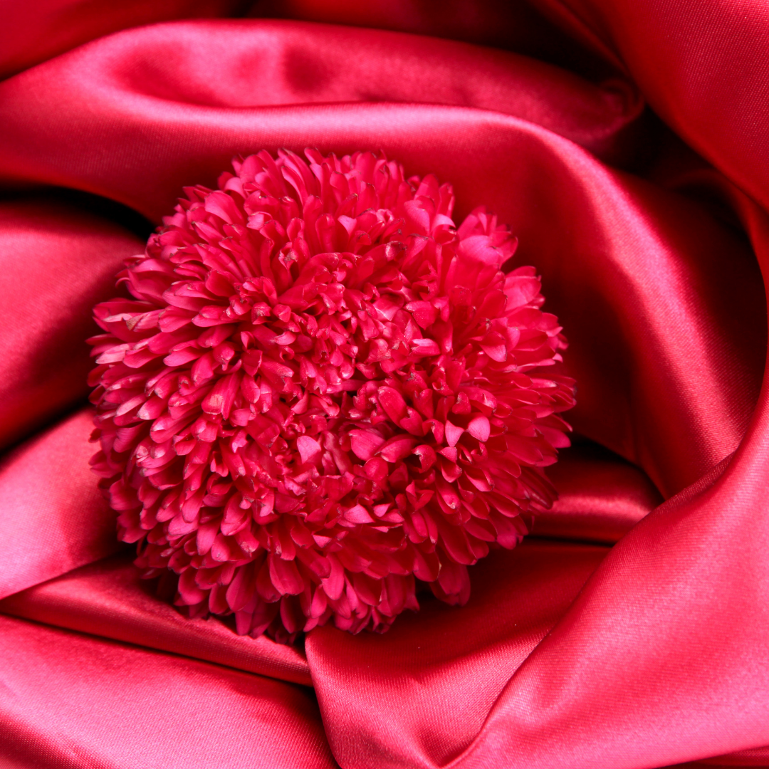 Sommaraster - Paeony Stanislaw