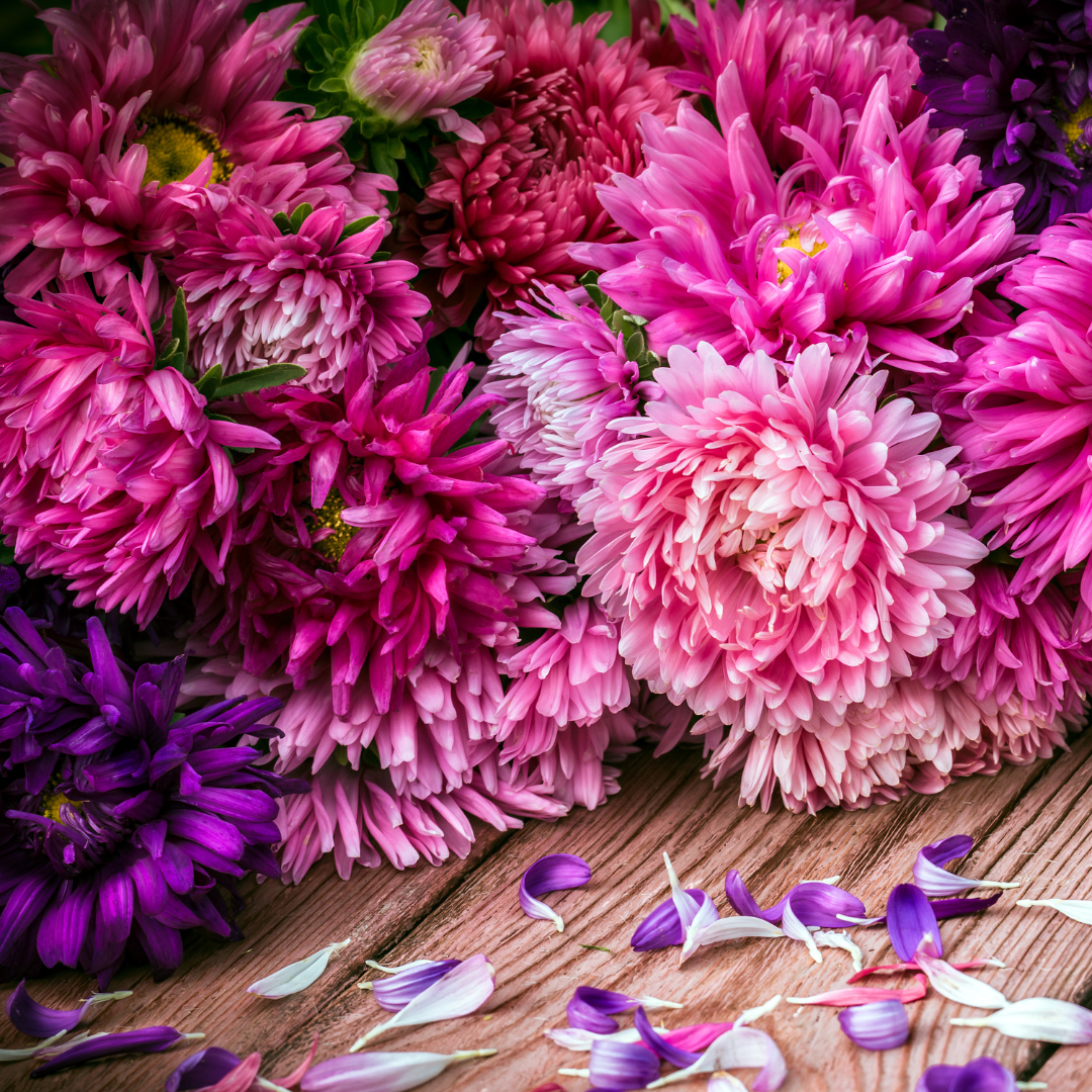 Sommaraster - Giants of California