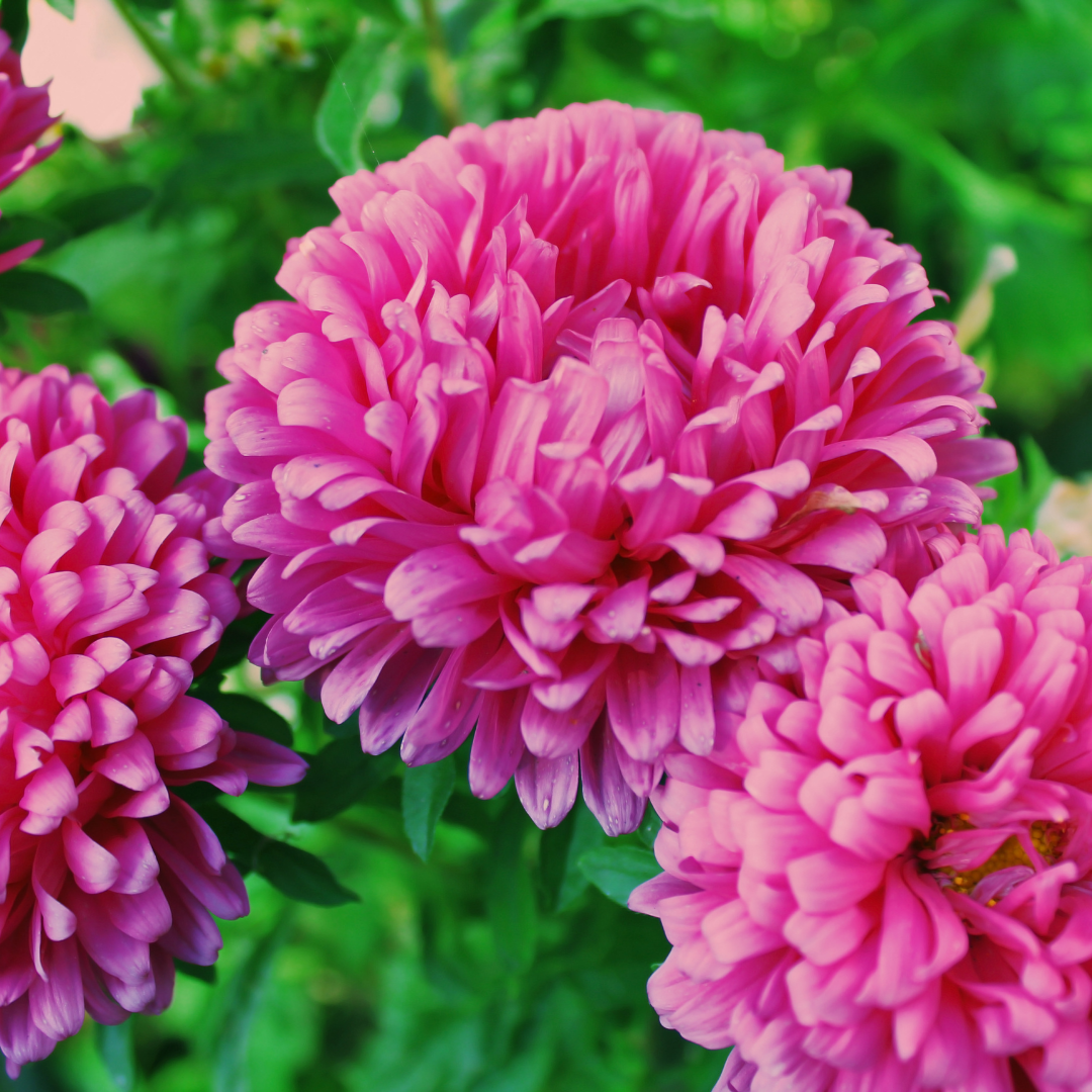 Sommaraster - Thousand Wonders Bright Pink