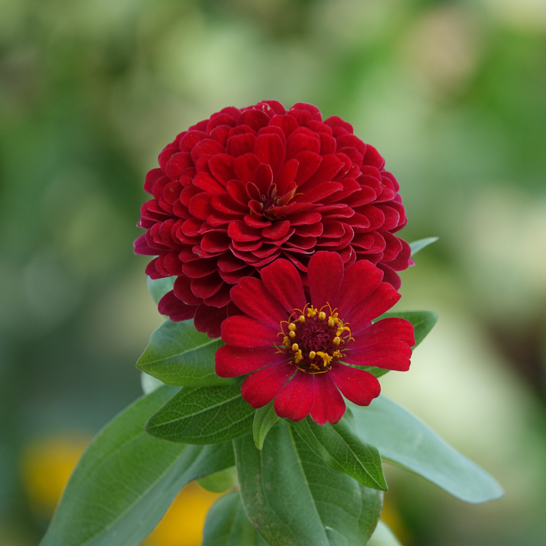 Zinnia - Super Yoga Dark Red