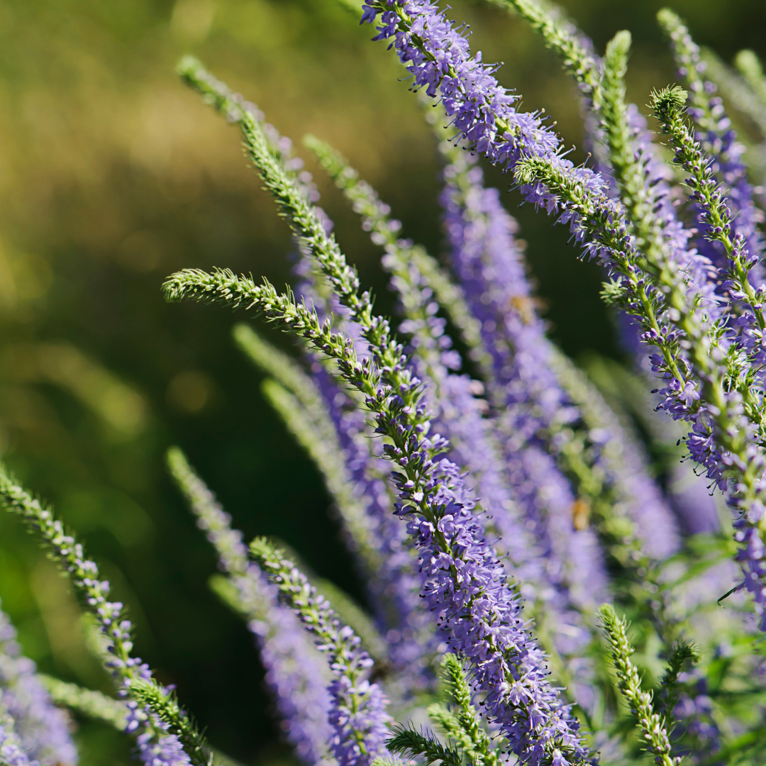 Strandveronika - Lavender Blue