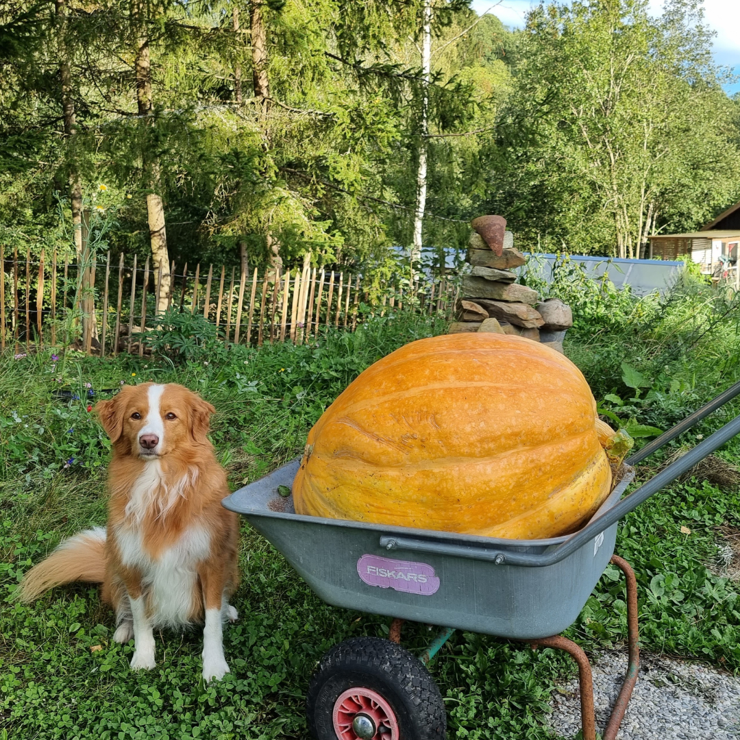 Världsrekordpumpa - Dill's Atlantic Giant - Jättepumpa - 3