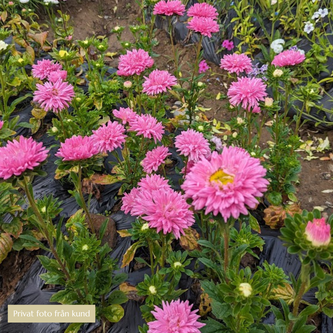 REA! Pionaster - Bright Rose - 3