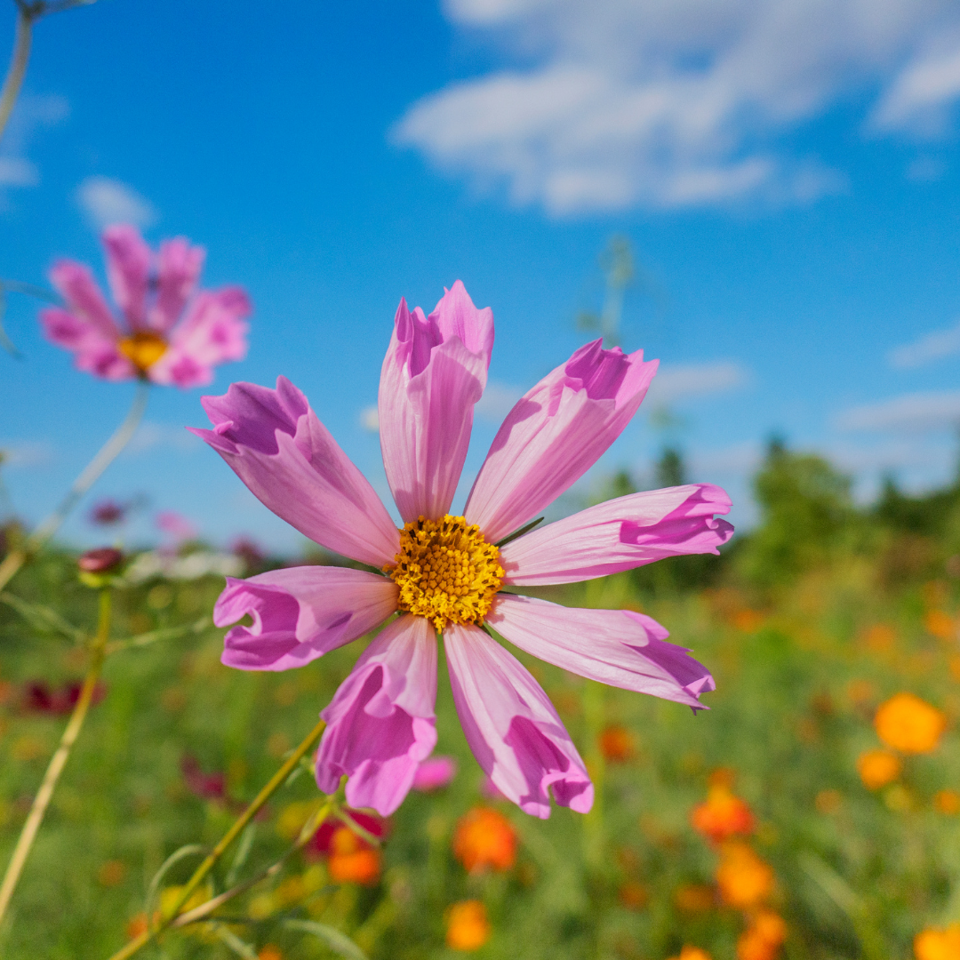 Rosenskära - Sea Shell Mix