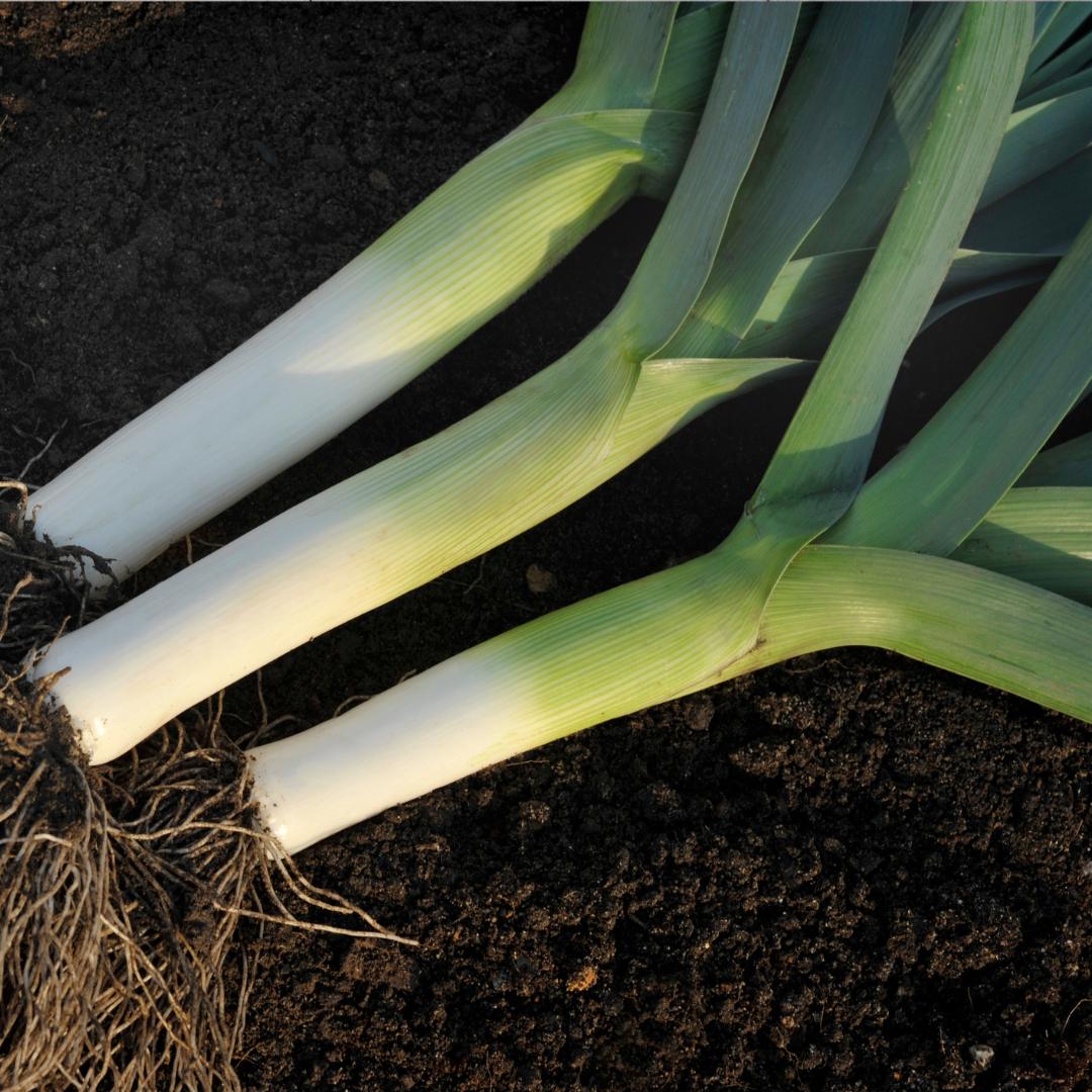 Purjolök - Winterreuzen 3