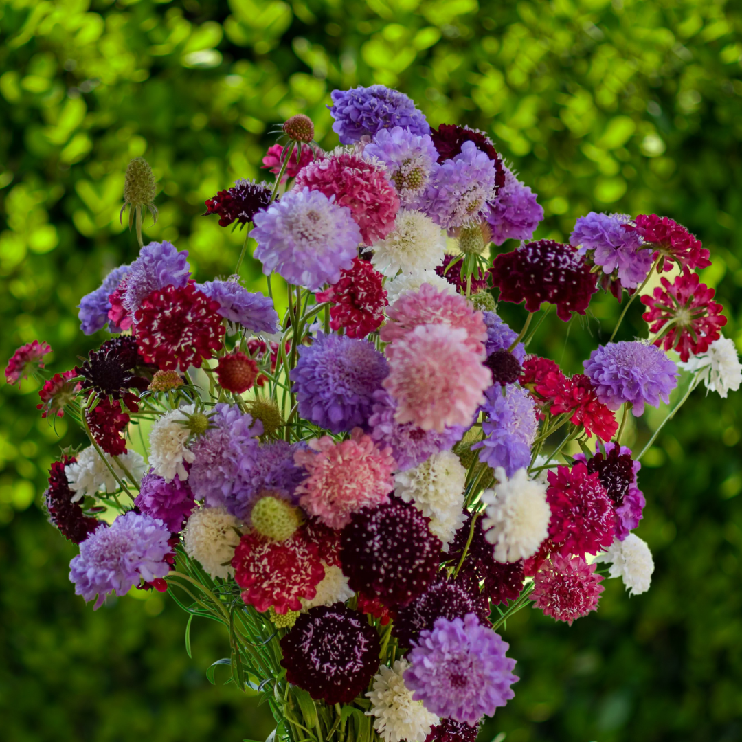 Praktvädd - Tall Double Mix