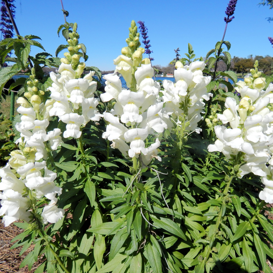 Lejongap - Snowflake