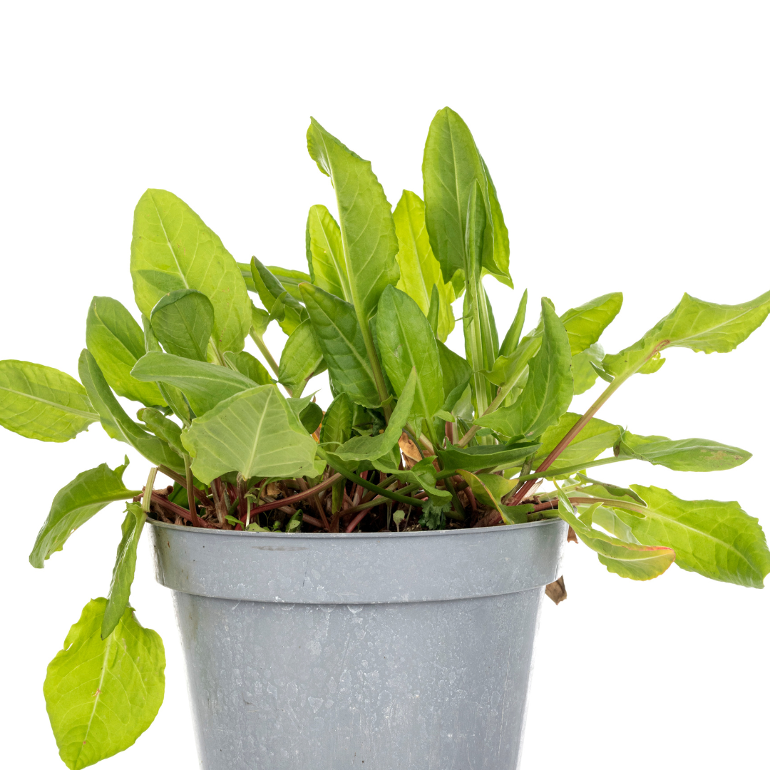 Spenatskräppa - Patience Dock