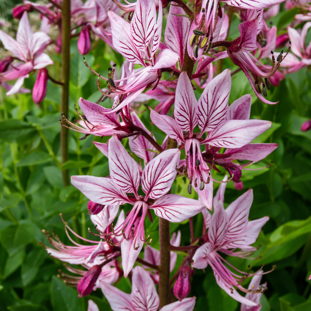 Moses Brinnande Buske - Pink