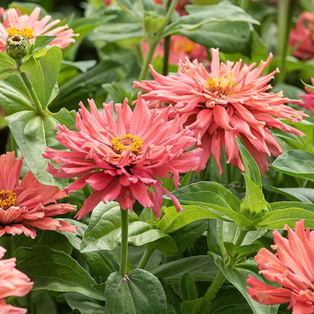 Zinnia - Senorita Pink Art