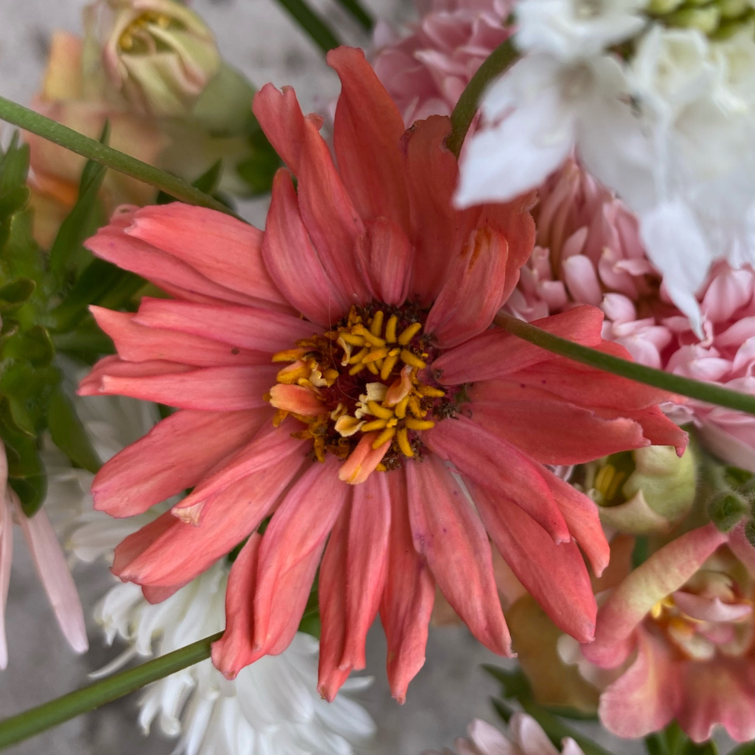 REA! Zinnia - Senorita Pink Art