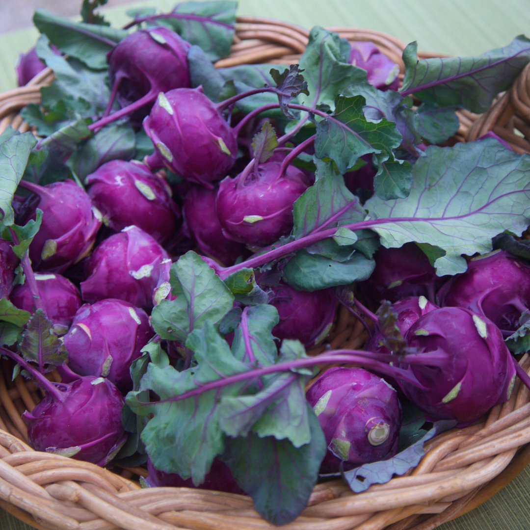 Ekologisk Kålrabbi - Purple Vienna