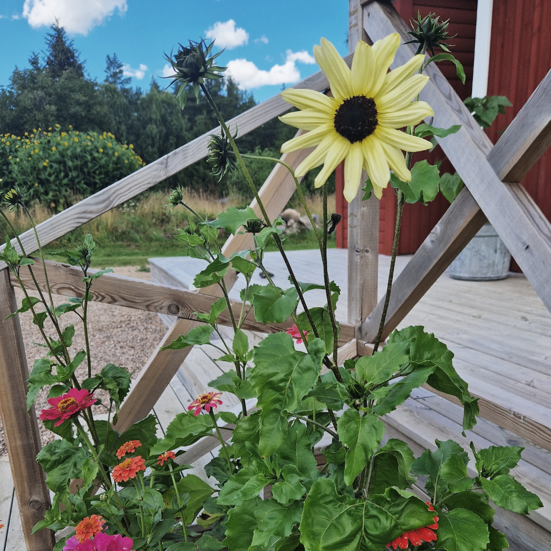 Solros - Vanilla Ice