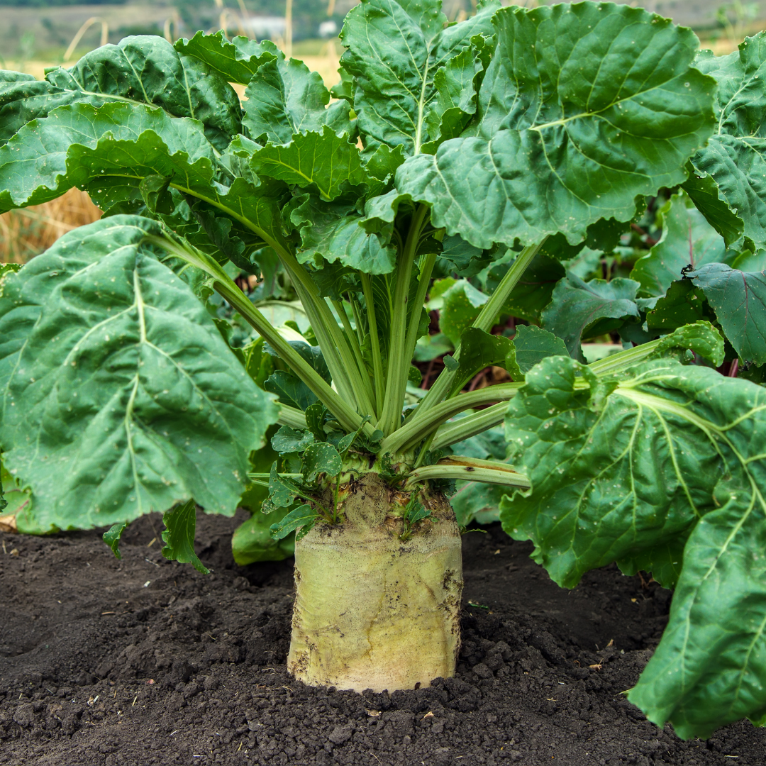 Foderbeta - Diana - Ursus Poly