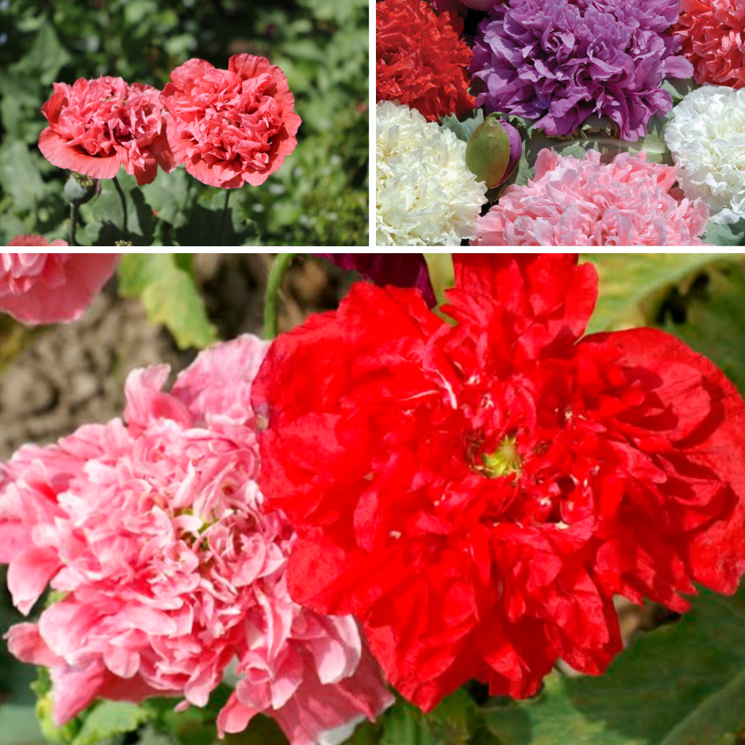 Pionvallmo - Double Mix