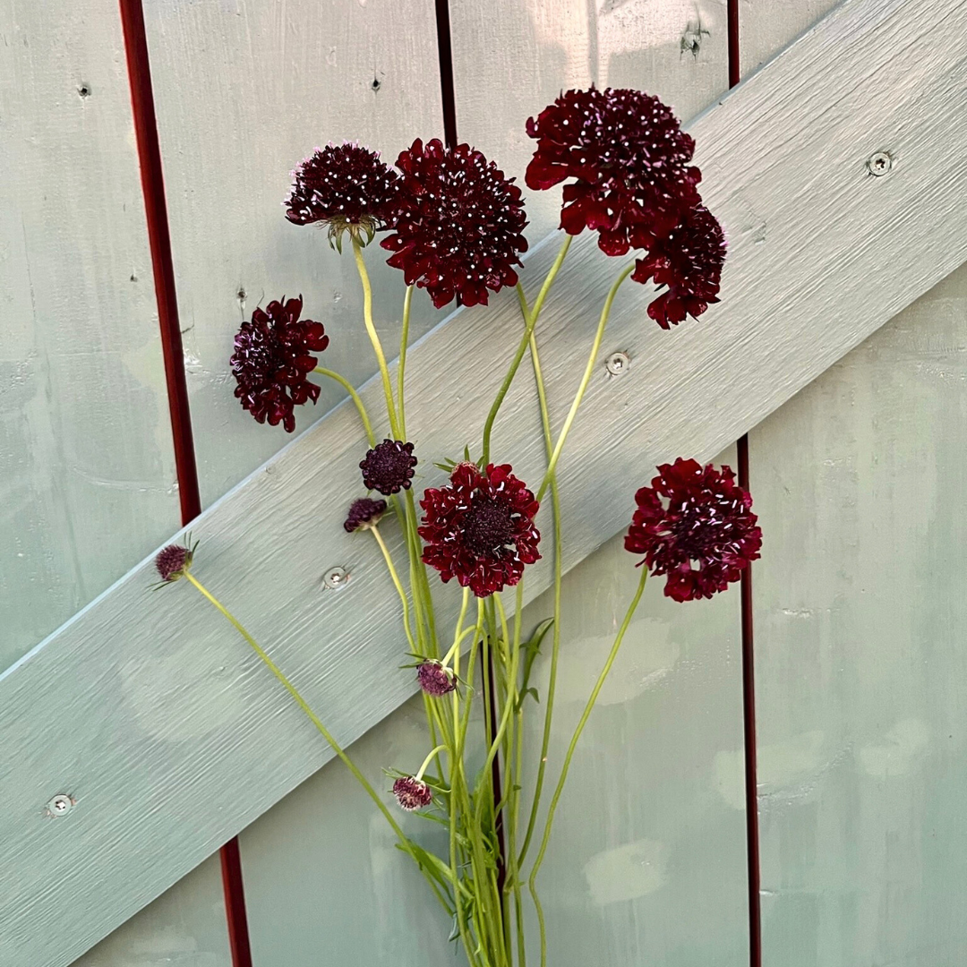 Praktvädd - Deep Purple