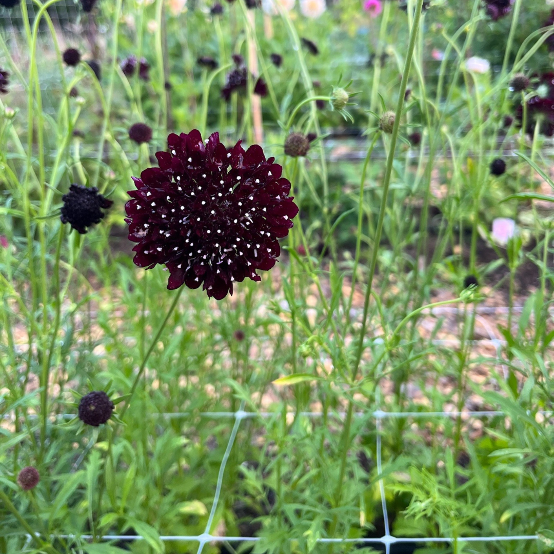 Praktvädd - Deep Purple - 4
